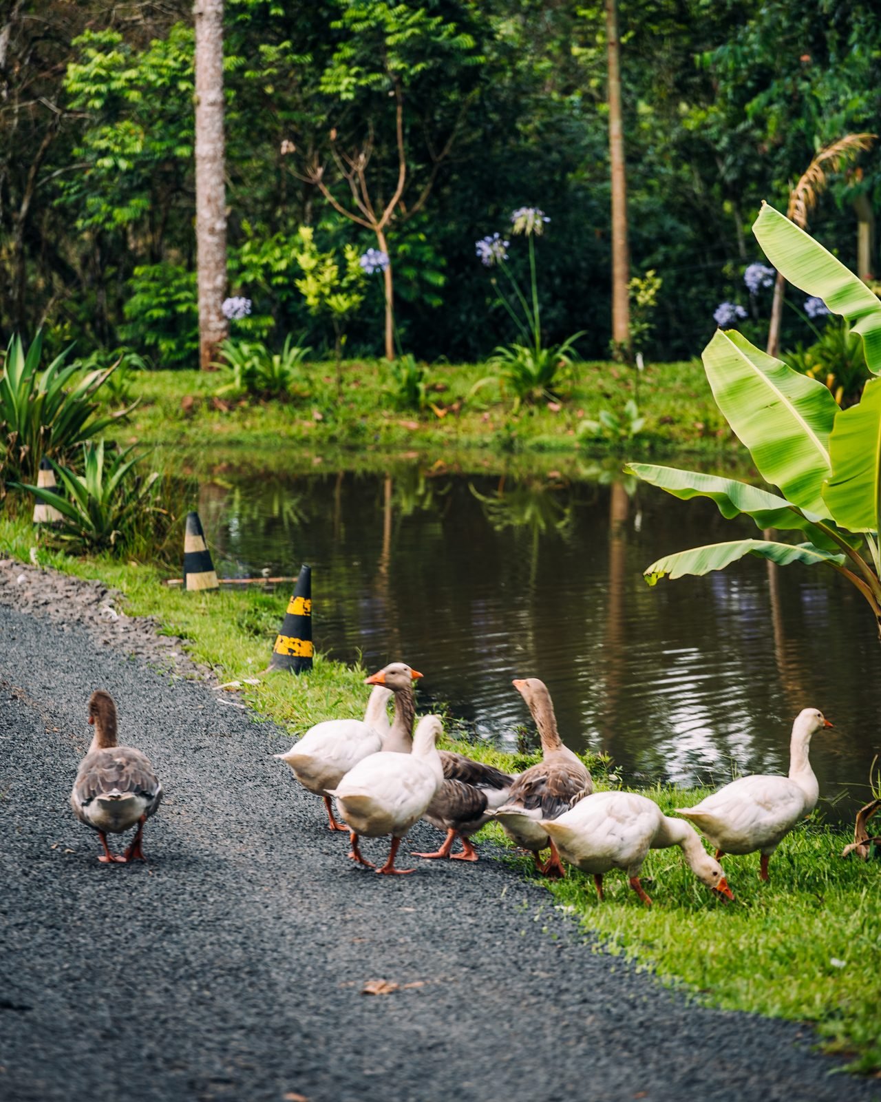 Animais que fazem parte da vida rural da propriedade