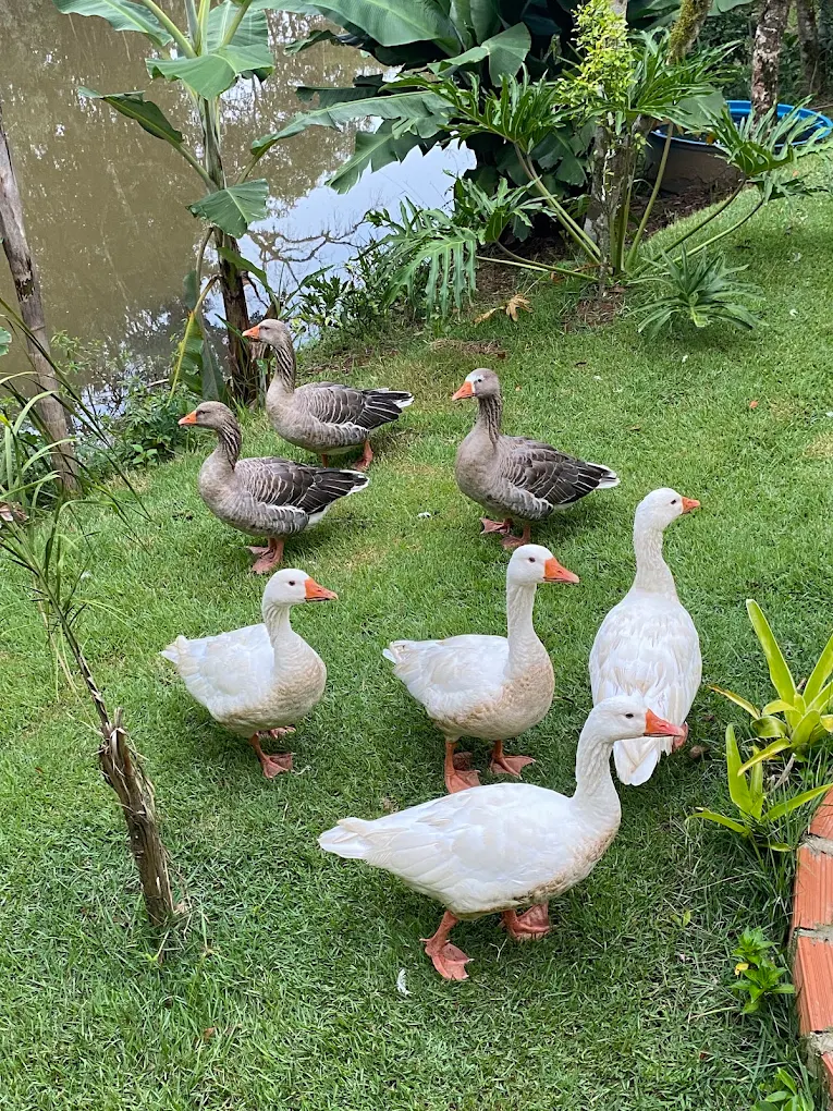 Patos e animais da propriedade