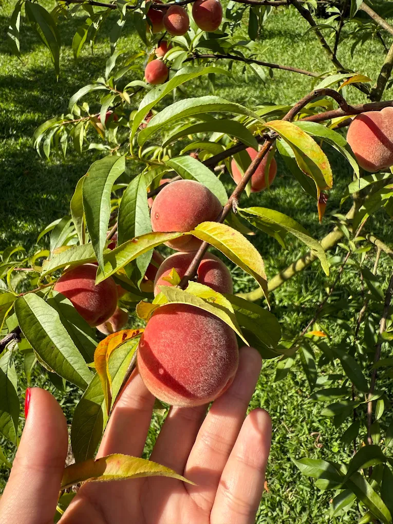 Natureza e espaços externos da FOX Pousada — foto 1 de 6